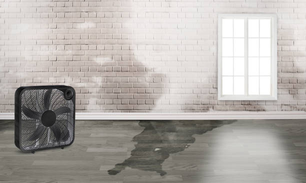 Best Professional water damage repair  in Haddon Heights, NJ